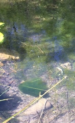 Cyprinodon nevadensis shoshone