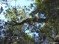 Caldcluvia paniculata