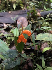 Masdevallia hirtzii