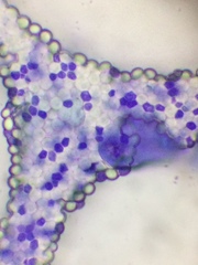 Saccharomyces cerevisiae