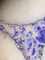 Saccharomyces cerevisiae