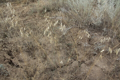 Bromus squarrosus villosus