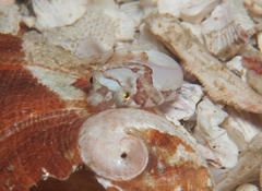 Apletodon pellegrini