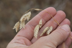 Bromus squarrosus villosus