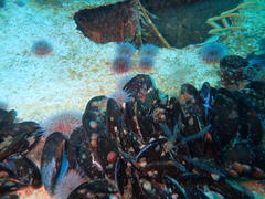 Choromytilus meridionalis