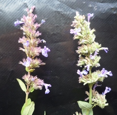 Nepeta grandiflora