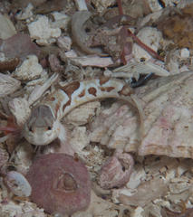 Pavoclinus smalei