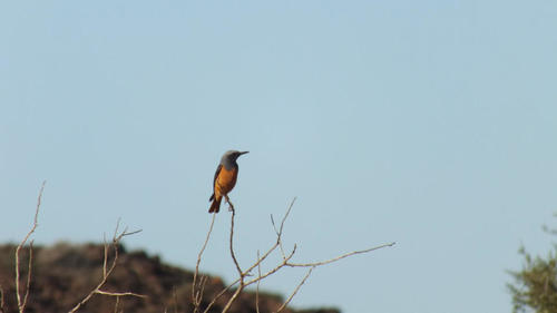 Short-toed Rock Thrush (Monticola brevipes), photo 9