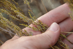 Bromus squarrosus villosus