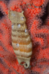 Puffadder Shyshark photo 4