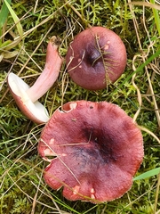 Russula queletii