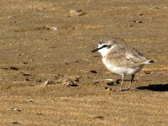 Charadrius marginatus arenaceus