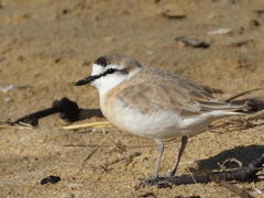 Charadrius marginatus arenaceus