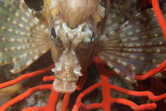 Spinenose Horsefish photo 2