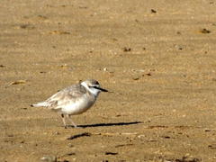 Charadrius marginatus arenaceus