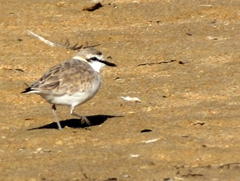Charadrius marginatus arenaceus