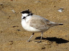 Charadrius marginatus arenaceus