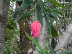 Crinodendron hookerianum
