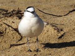 Charadrius marginatus arenaceus