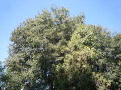Celtis caucasica
