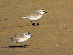 Charadrius marginatus arenaceus