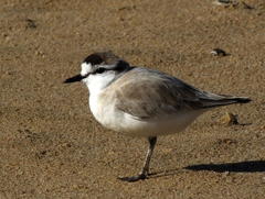 Charadrius marginatus arenaceus