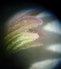 Nepeta grandiflora