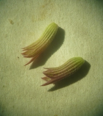Nepeta grandiflora