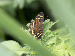 Anthanassa drusilla