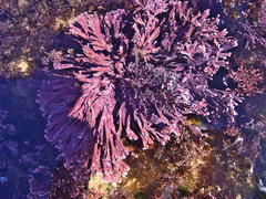 Arthrocardia flabellata