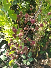 Rubus ulmifolius