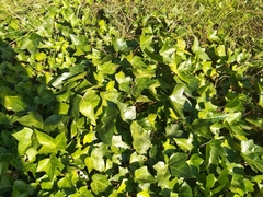 Hedera