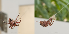Araneinae