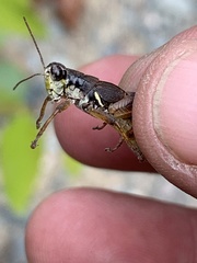 Melanoplus mancus