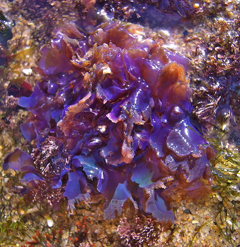 Martensia elegans