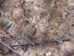 Pelargonium reflexum