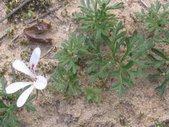 Pelargonium reflexum