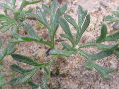Pelargonium reflexum