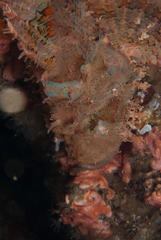 Scorpaenopsis oxycephalus