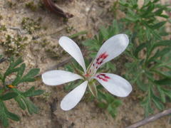 Pelargonium reflexum