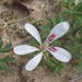 Pelargonium reflexum - Photo 由 douglaseustonbrown 所上傳的 (c) douglaseustonbrown，保留部份權利CC BY-SA