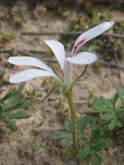 Pelargonium reflexum