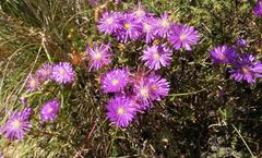 Lampranthus emarginatus