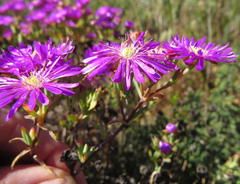 Lampranthus emarginatus