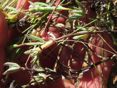 Lampranthus emarginatus