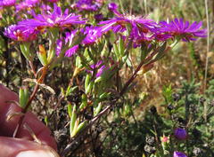 Lampranthus emarginatus