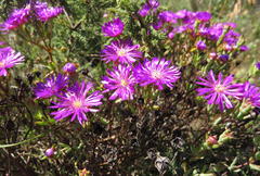 Lampranthus emarginatus