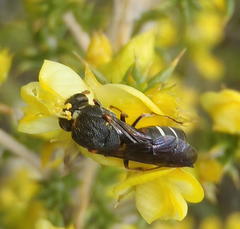 Masarinae