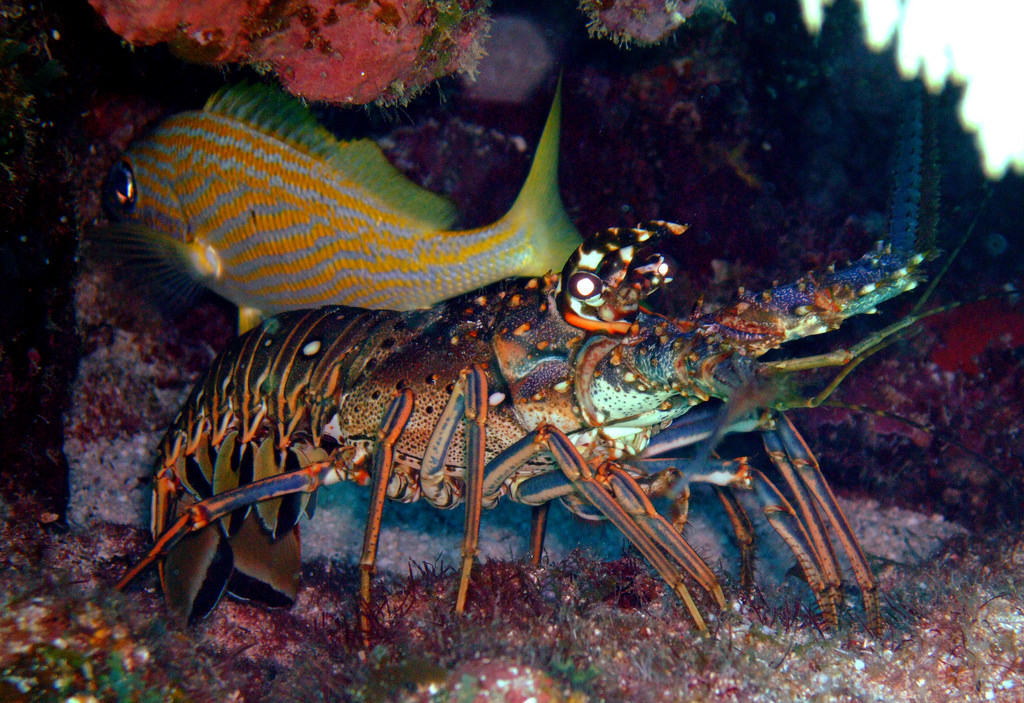 Caribbean Spiny Lobster (Animal Crossing Guide) · iNaturalist
