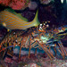 Caribbean Spiny Lobster - Photo (c) Zach Putnam, some rights reserved (CC BY-NC-SA)
